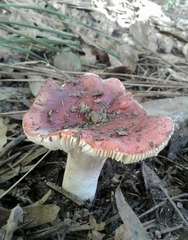 Russula