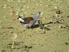 Porphyriops melanops