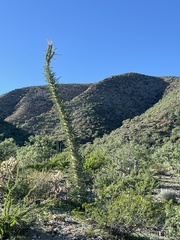 Fouquieria columnaris