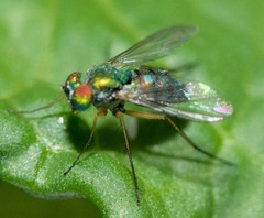 Condylostylus caudatus