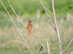 Certhiaxis cinnamomeus