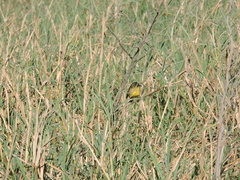 Agelasticus cyanopus