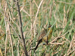 Agelasticus cyanopus