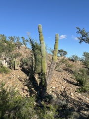 Pachycereus pringlei