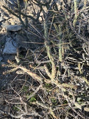 Cylindropuntia tesajo
