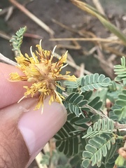 Prosopis reptans