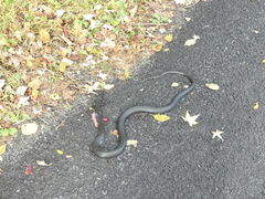 Coluber constrictor constrictor