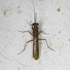Mantoida