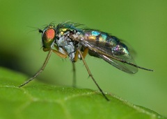 Condylostylus caudatus