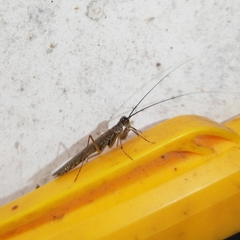 Mantoida
