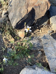 Coreocarpus parthenioides parthenioides