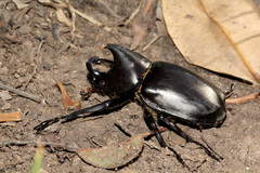 Xylotrupes australicus