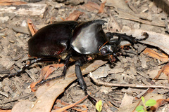 Xylotrupes australicus