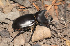 Xylotrupes australicus