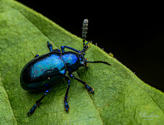 Chrysochus cobaltinus