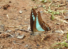 Graphium isander