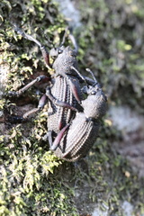 Aegorhinus suturalis