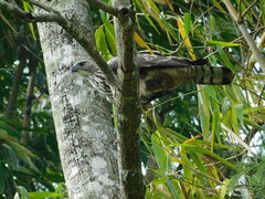 Nisaetus cirrhatus limnaeetus