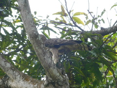 Nisaetus cirrhatus limnaeetus