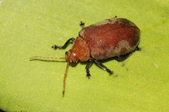 Menippus cynicus