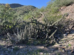 Stenocereus gummosus