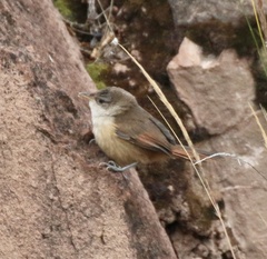 Cantorchilus leucotis