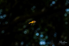 Ischiodon scutellaris