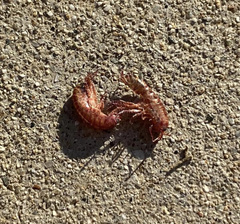 Arcitalitrus sylvaticus