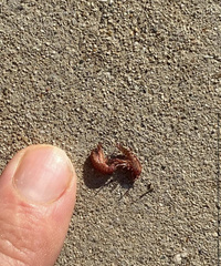 Arcitalitrus sylvaticus