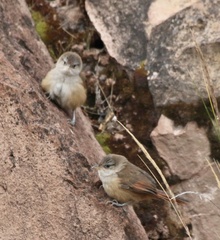 Cantorchilus leucotis