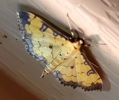 Ategumia ebulealis