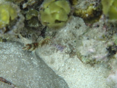 Cirrhitichthys falco