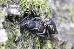 Aegorhinus suturalis