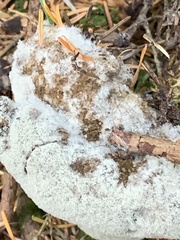 Phycomyces