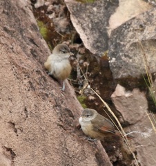 Cantorchilus leucotis