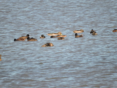 Heteronetta atricapilla