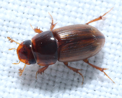 Alloblackburneus