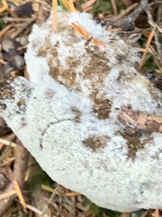 Phycomyces