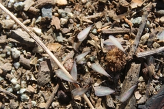 Reticulitermes hesperus