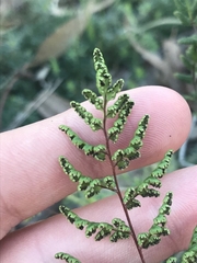 Cheilanthes sieberi sieberi