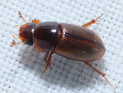 Alloblackburneus