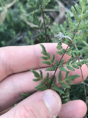 Cheilanthes sieberi sieberi