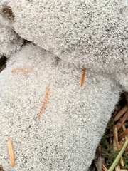 Phycomyces