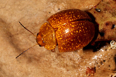 Paropsis variolosa