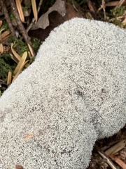Phycomyces