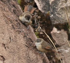Cantorchilus leucotis