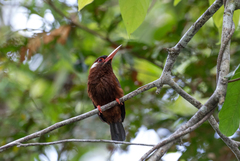 Galbalcyrhynchus leucotis