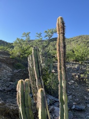 Lophocereus schottii
