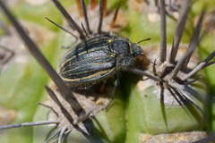 Geoborus rugipennis