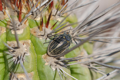 Geoborus rugipennis